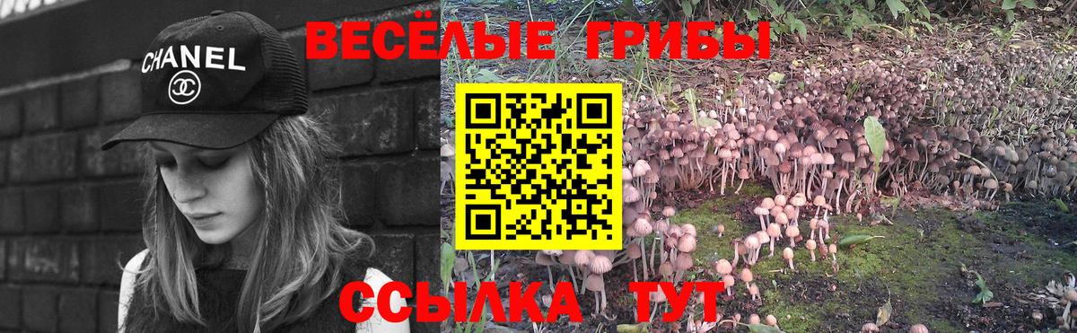 Псилоцибиновые грибы Cubensis Тверь